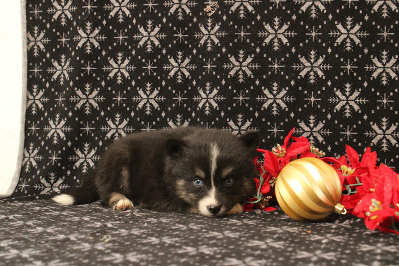 puppy, for, sale, Pomsky, Matthew B. Stoltzfus, dog, breeder, Gap, PA, dog-breeder, puppy-for-sale, forsale, nearby, find, puppyfind, locator, puppylocator, aca